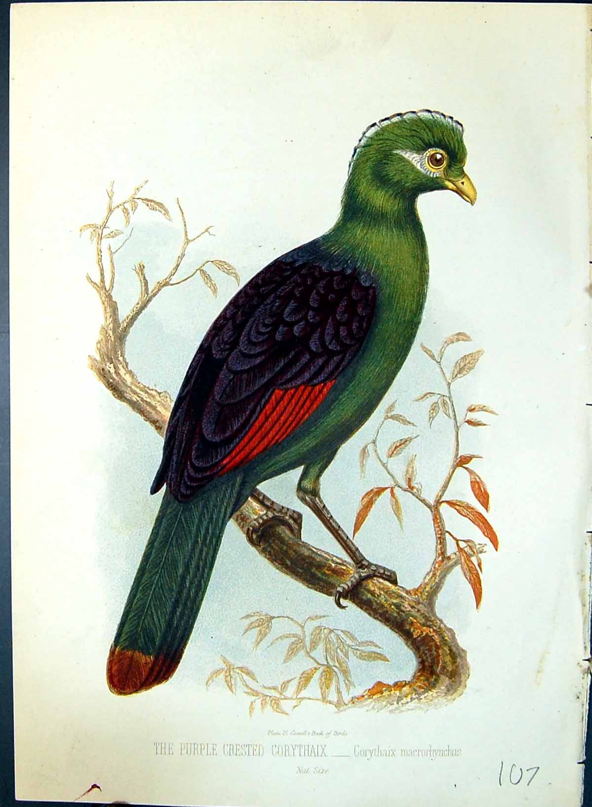 Old Purple Crested Corythaix Macrorhynchus Brehm Jones C1860 Cassell' Victorian