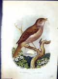 Old Nightingale Luscinia Philomela Brehm Jones C1860 Cassell'S Birds Victorian