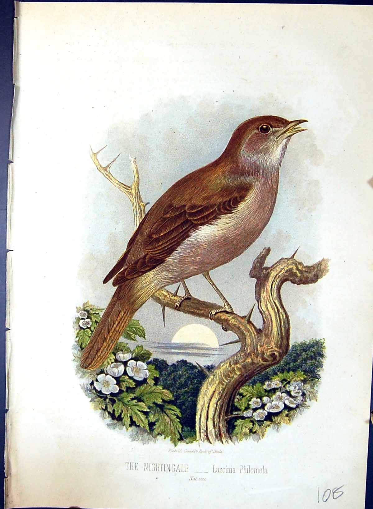 Old Nightingale Luscinia Philomela Brehm Jones C1860 Cassell'S Birds Victorian