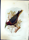 Antique Old Print Waglers Cassicus Wagleri Brehm Jones C1860 Cassell'S Birds