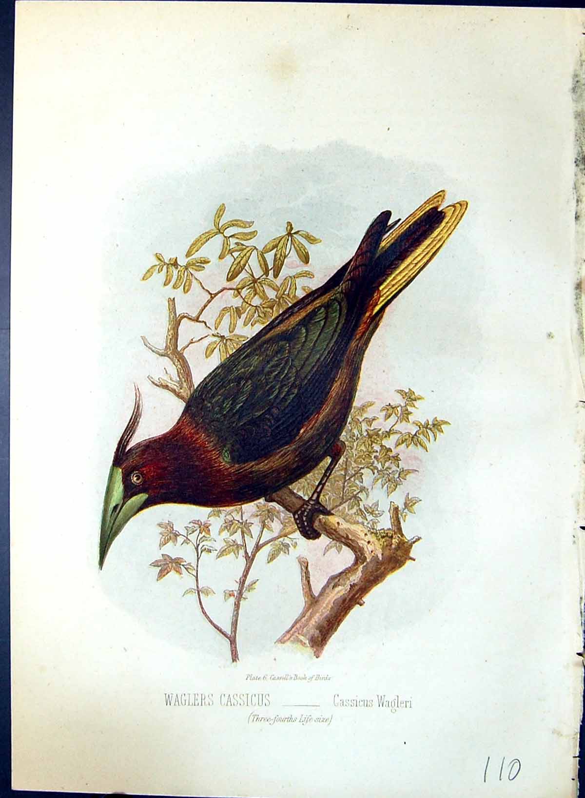 Antique Old Print Waglers Cassicus Wagleri Brehm Jones C1860 Cassell'S Birds