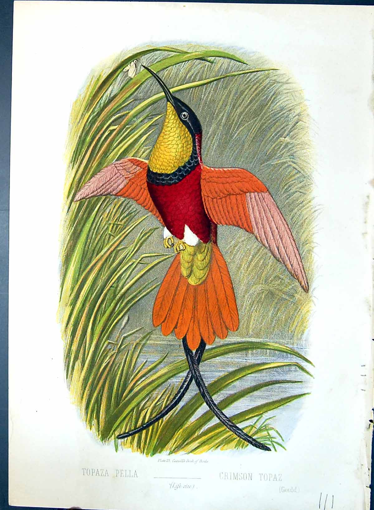 Antique Print Topaza Pella Crimson Topaz Brehm Jones C1860 Cassell'S Birds 19th