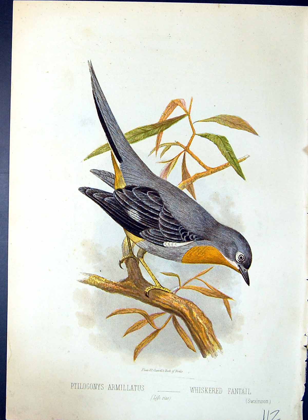 Old Ptilogonys Armillatus Whiskered Fantail Brehm Jones C1860 Cassell Victorian