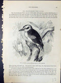 Old Laughing Jackass Paralcyon Gigas Dacelo Brehm Jones C1860 Cassell Victorian