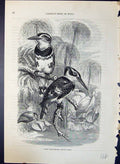 Old Print Grey Kingfisher Ceryle Rudis Brehm Jones C1860 Cassell'S Birds 19th