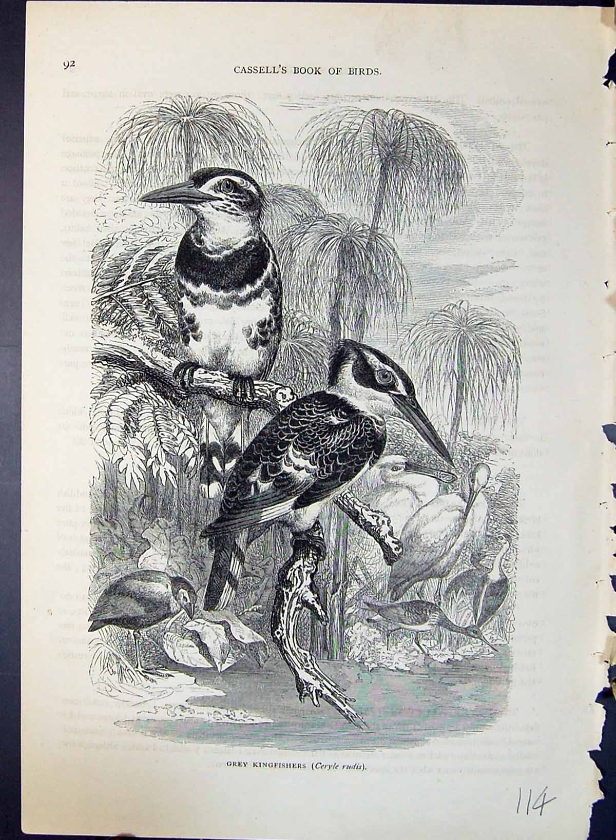Old Print Grey Kingfisher Ceryle Rudis Brehm Jones C1860 Cassell'S Birds 19th