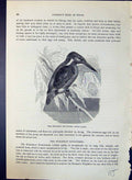 Old European Kingfisher Alcedo Ispida Brehm Jones C1860 Cassell'S Bir Victorian