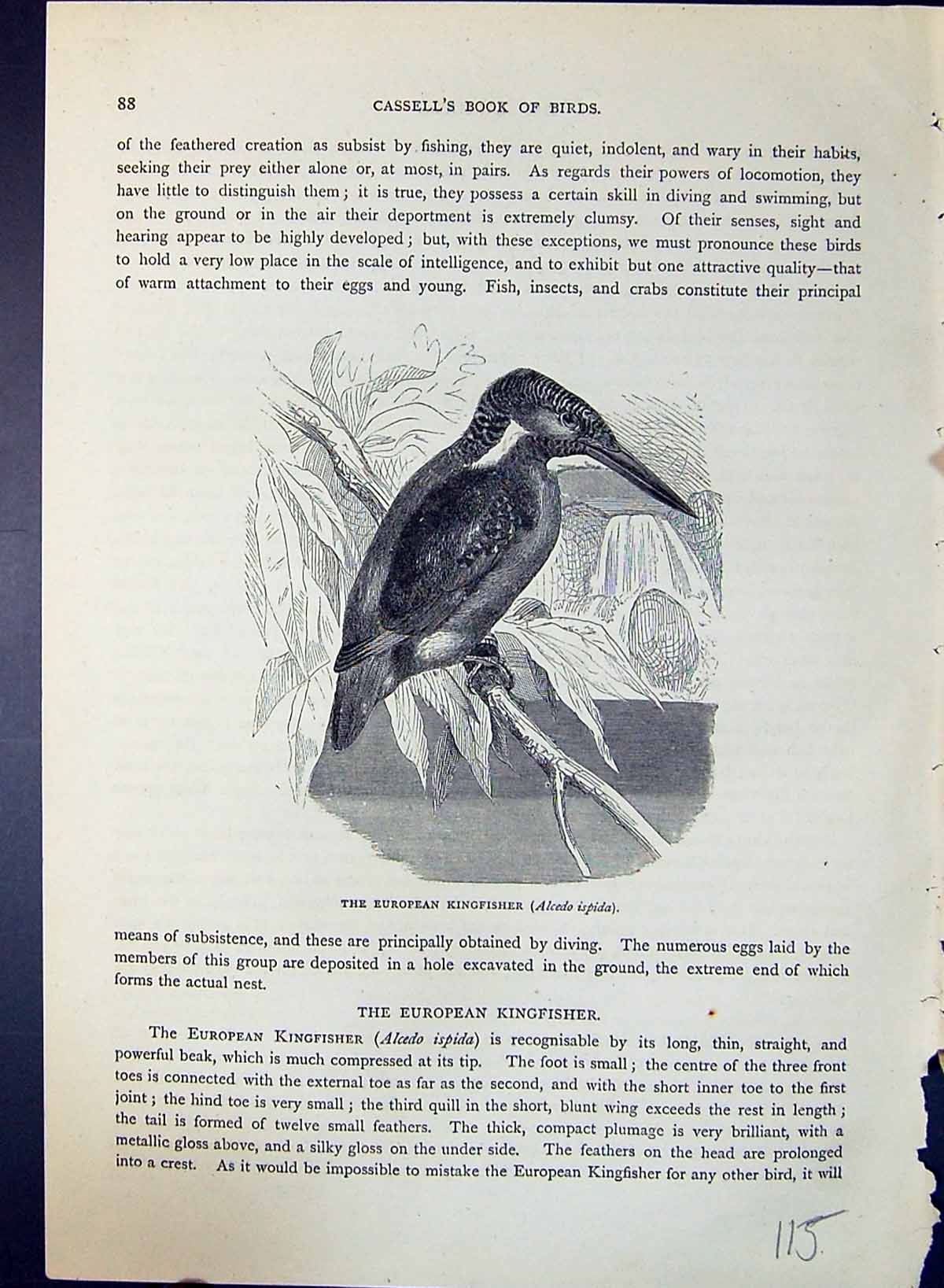 Old European Kingfisher Alcedo Ispida Brehm Jones C1860 Cassell'S Bir Victorian