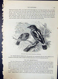 Antique Print Java Broad-Throat Javanicus Brehm Jones C1860 Cassell'S Birds