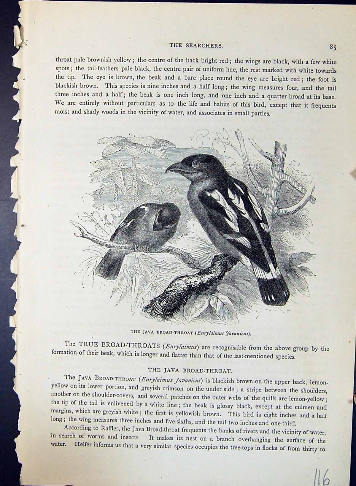 Antique Print Java Broad-Throat Javanicus Brehm Jones C1860 Cassell'S Birds
