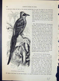 Antique Old Print Mot-Mot Prionites Momota Brehm Jones C1860 Cassell'S Birds