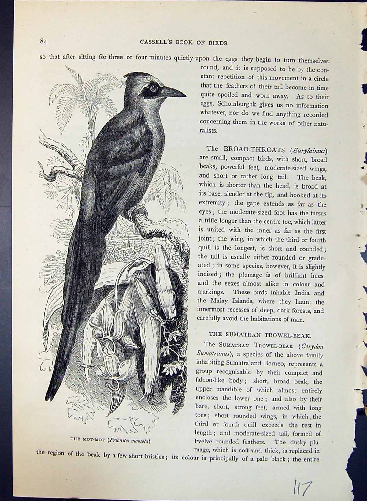 Antique Old Print Mot-Mot Prionites Momota Brehm Jones C1860 Cassell'S Birds
