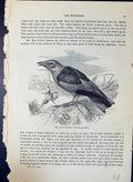 Old Print Brehm Jones C1860 Cassell'S Birds Blue Roller Coracias Garrulus 19th