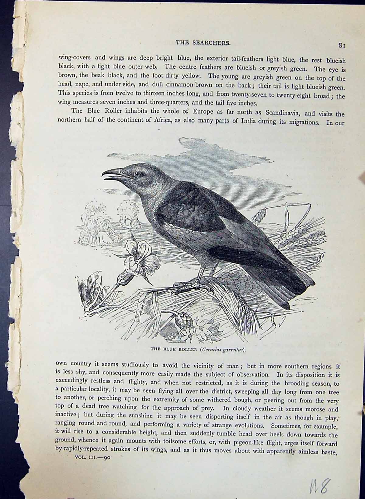 Old Print Brehm Jones C1860 Cassell'S Birds Blue Roller Coracias Garrulus 19th