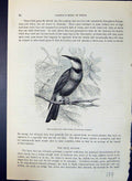 Old Australian Bee-Eater Cosmoierops Ornatus Brehm Jones C1860 Cassel Victorian