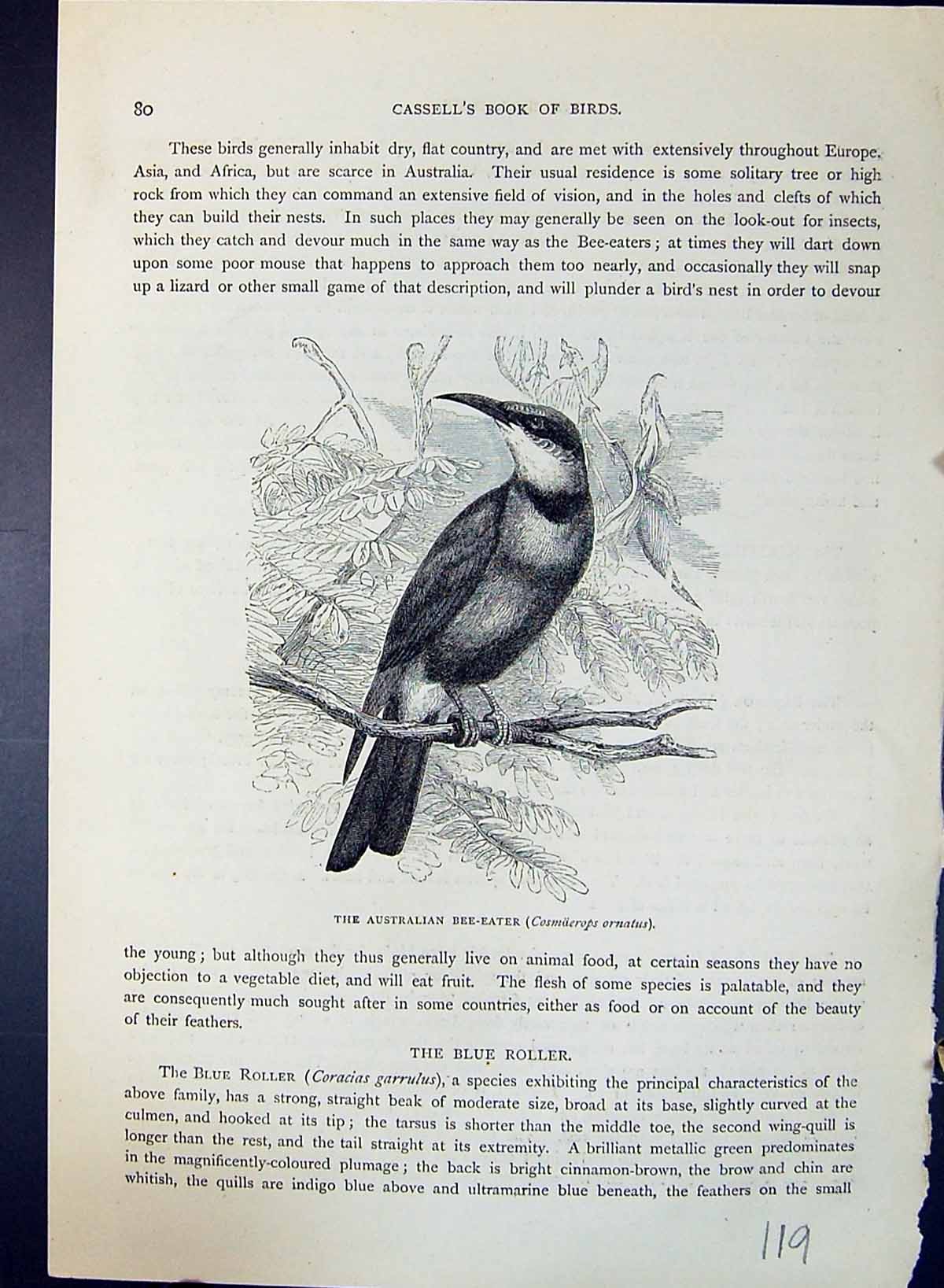 Old Australian Bee-Eater Cosmoierops Ornatus Brehm Jones C1860 Cassel Victorian