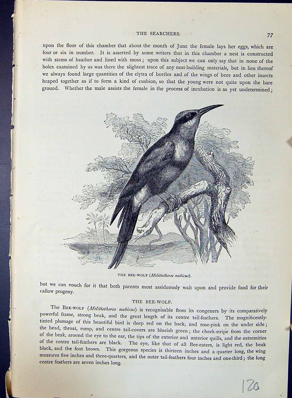Old Bee-Wolf Melittotheres Nubicus Brehm Jones C1860 Cassell'S Birds Victorian