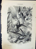 Original Old Antique Print Humming Bird Trees Brehm Jones C1860 Cassell'S Birds