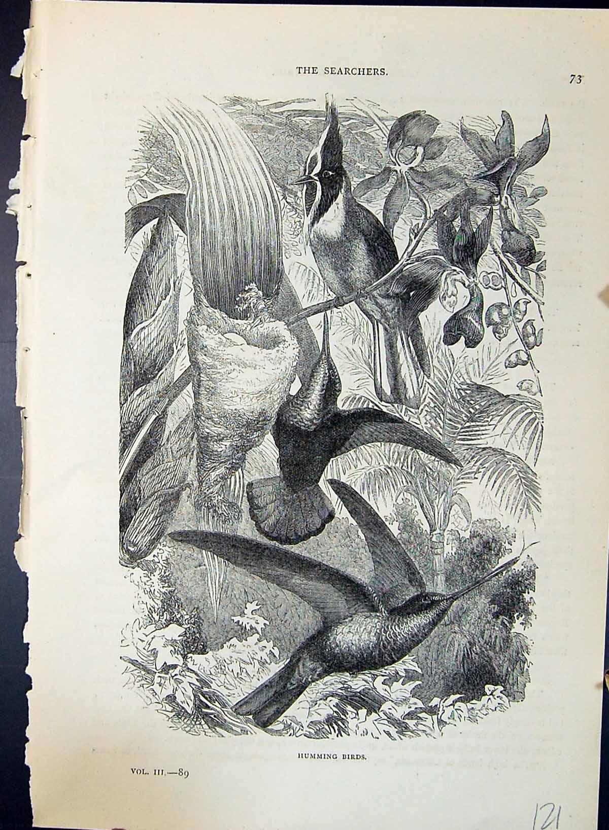 Original Old Antique Print Humming Bird Trees Brehm Jones C1860 Cassell'S Birds