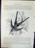 Antique Old Print Sappho Comet Sparganura Brehm Jones C1860 Cassell'S Birds
