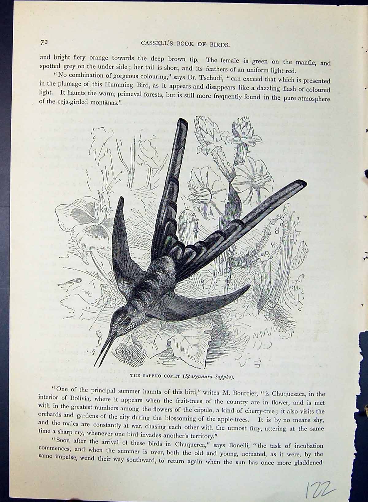 Antique Old Print Sappho Comet Sparganura Brehm Jones C1860 Cassell'S Birds