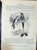Old White-Footed Racket-Tail Underwoodii Brehm Jones C1860 Cassell'S Victorian