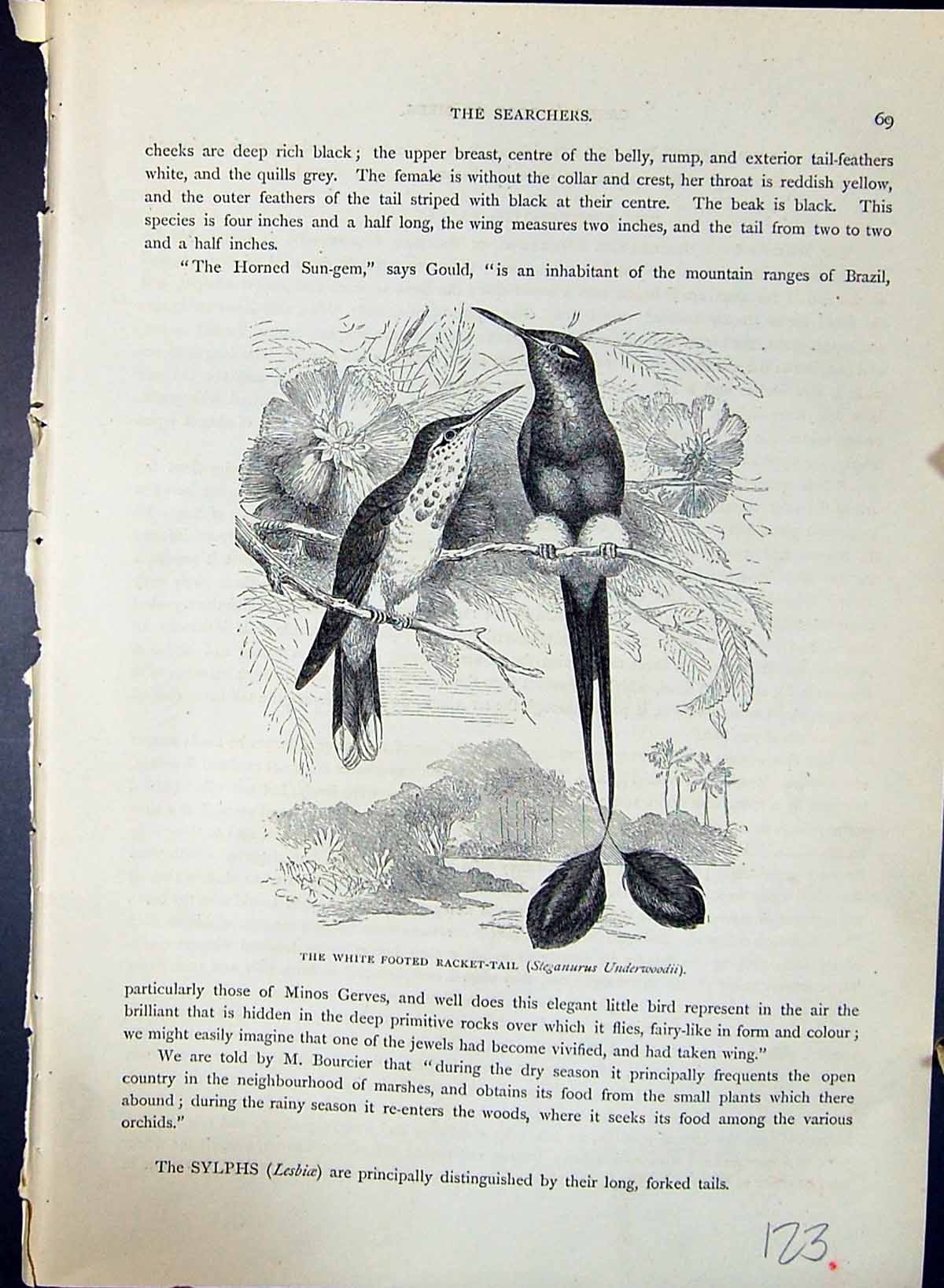 Old White-Footed Racket-Tail Underwoodii Brehm Jones C1860 Cassell'S Victorian