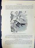 Old Amethyst Humming Bird Calliphlox Brehm Jones C1860 Cassell'S Bird Victorian