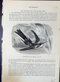 Old Brazilian Fairy Heliothrix Auriculata Brehm Jones C1860 Cassell'S Victorian