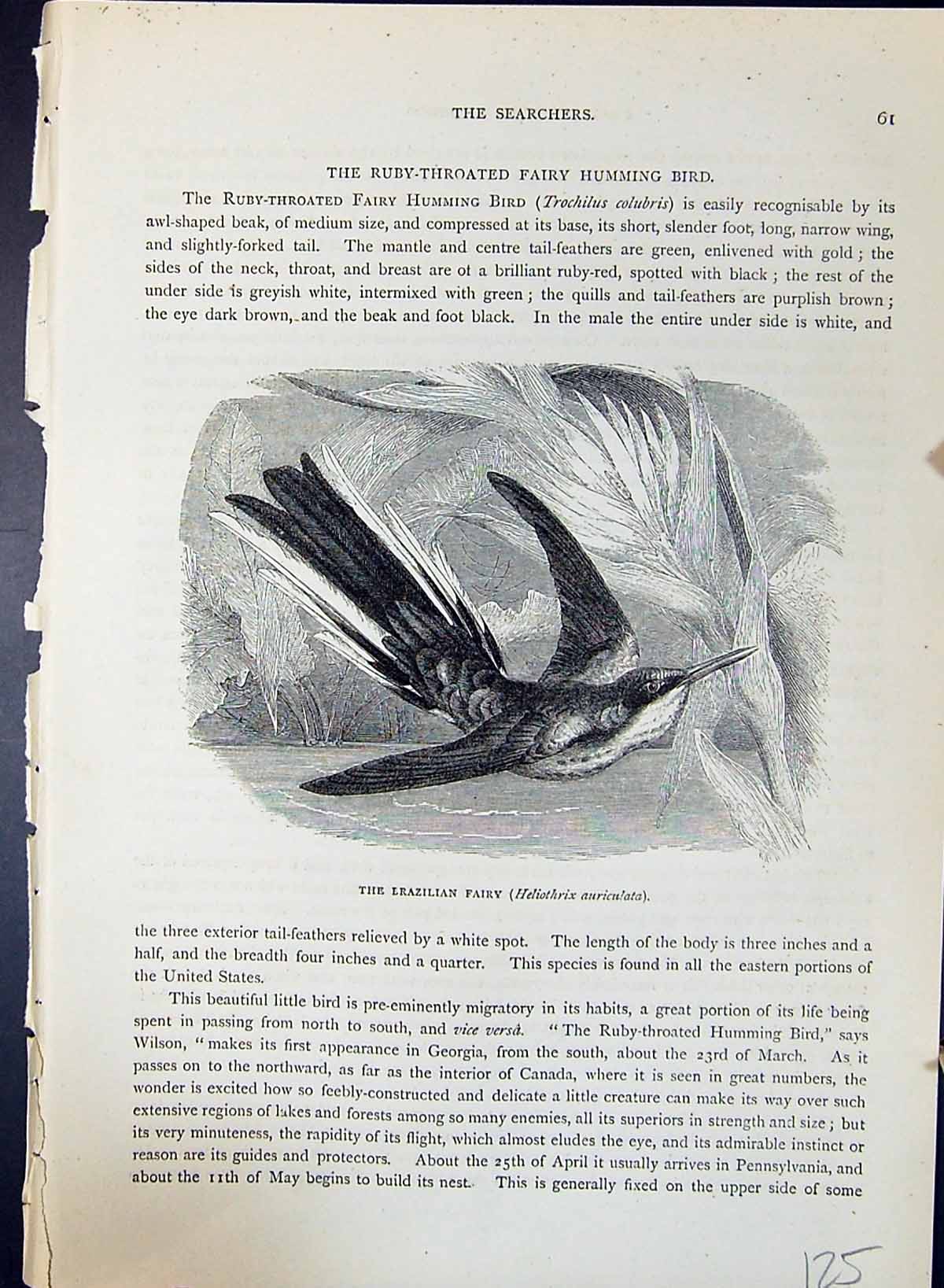 Old Brazilian Fairy Heliothrix Auriculata Brehm Jones C1860 Cassell'S Victorian