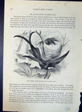 Old Crimson Topaz Humming Bird Topaza Pella Brehm Jones C1860 Cassell Victorian