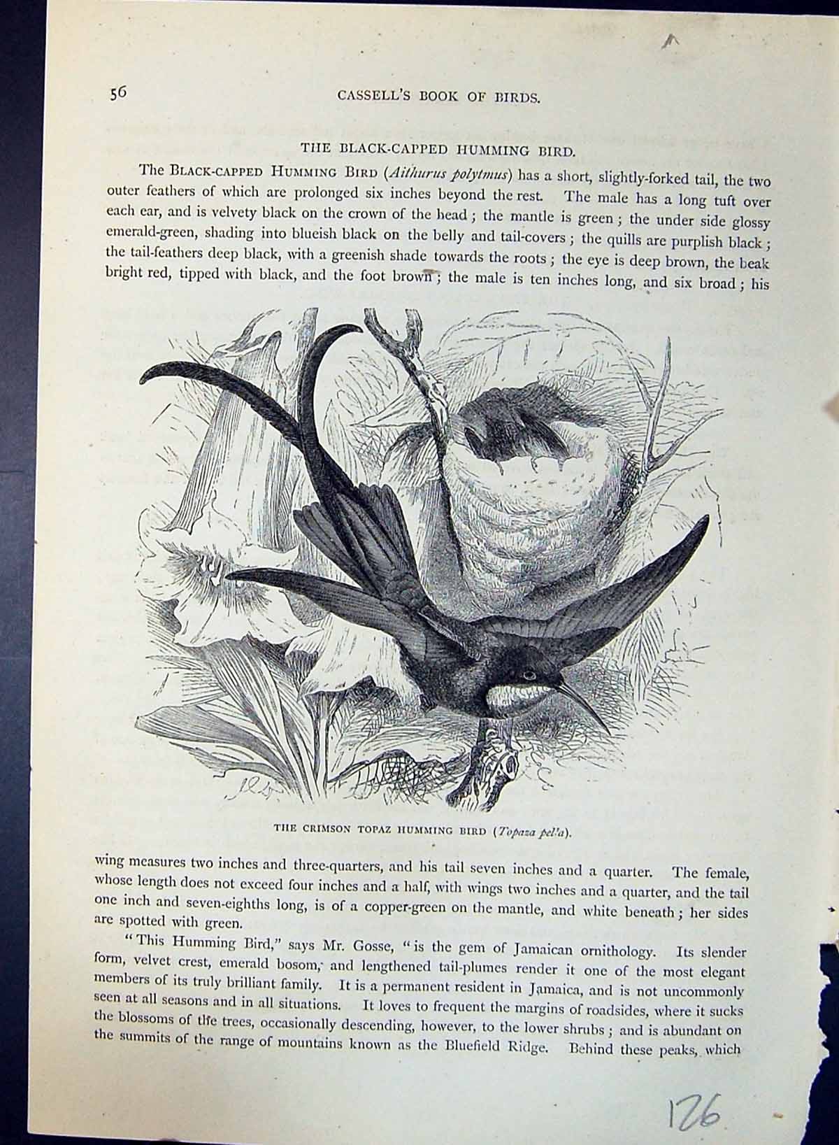 Old Crimson Topaz Humming Bird Topaza Pella Brehm Jones C1860 Cassell Victorian