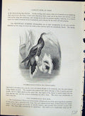 Old Sickle-Billed Humming Bird Eutoxeres Aquila Brehm Jones C1860 Cas Victorian
