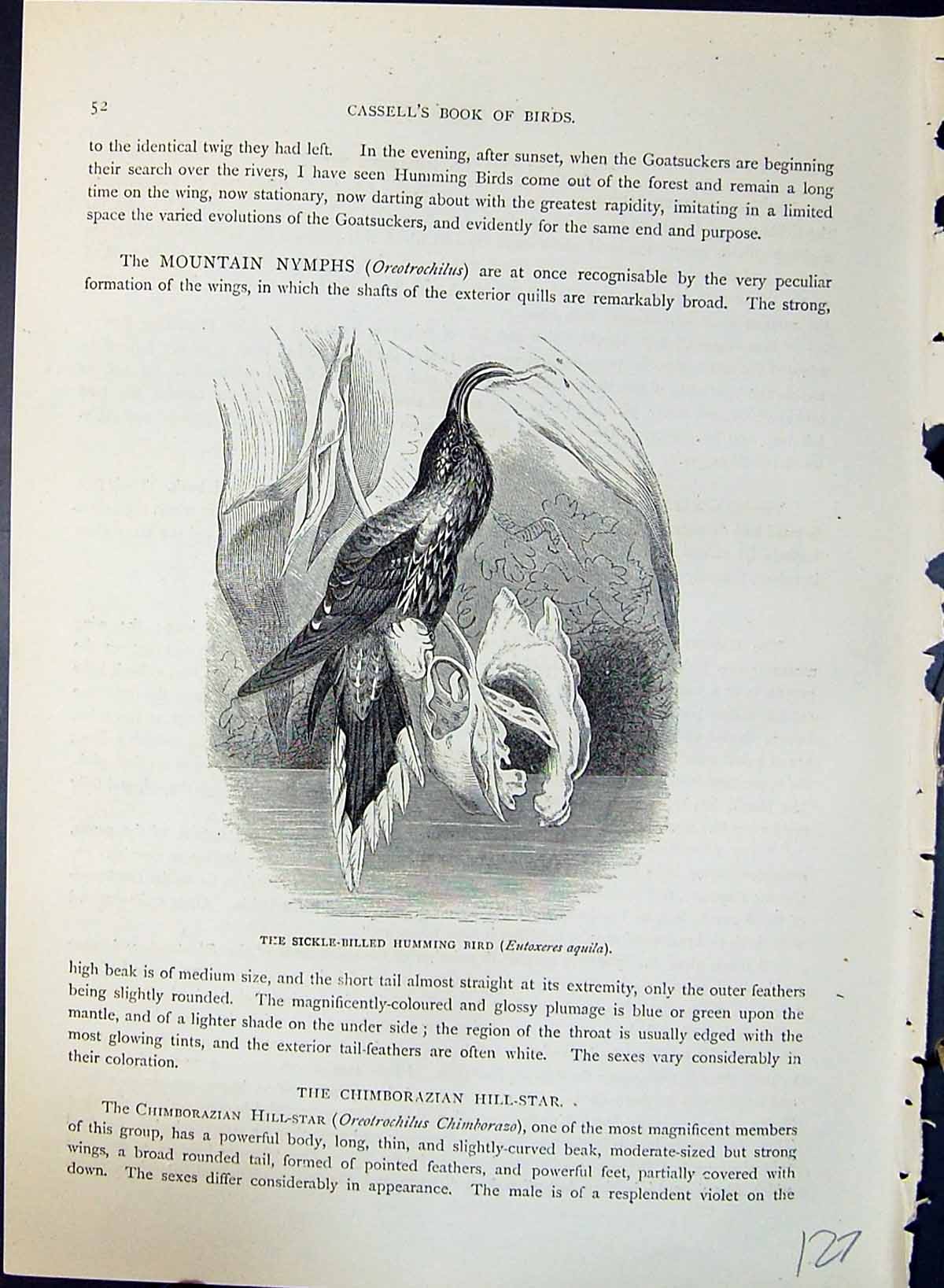 Old Sickle-Billed Humming Bird Eutoxeres Aquila Brehm Jones C1860 Cas Victorian