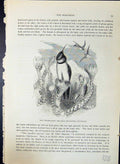 Old Chimborazian Hill-Star Oreotrochilus Brehm Jones C1860 Cassell'S Victorian