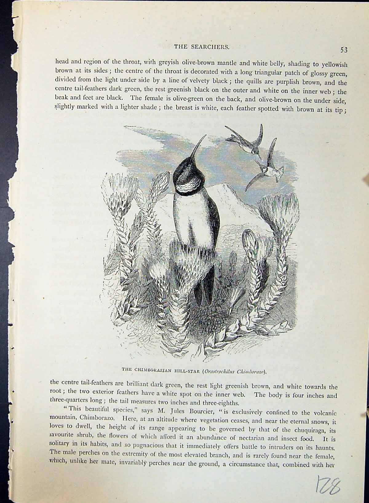 Old Chimborazian Hill-Star Oreotrochilus Brehm Jones C1860 Cassell'S Victorian