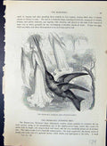 Old Sword-Bill Humming Bird Docimastes Ensifer Brehm Jones C1860 Cass Victorian