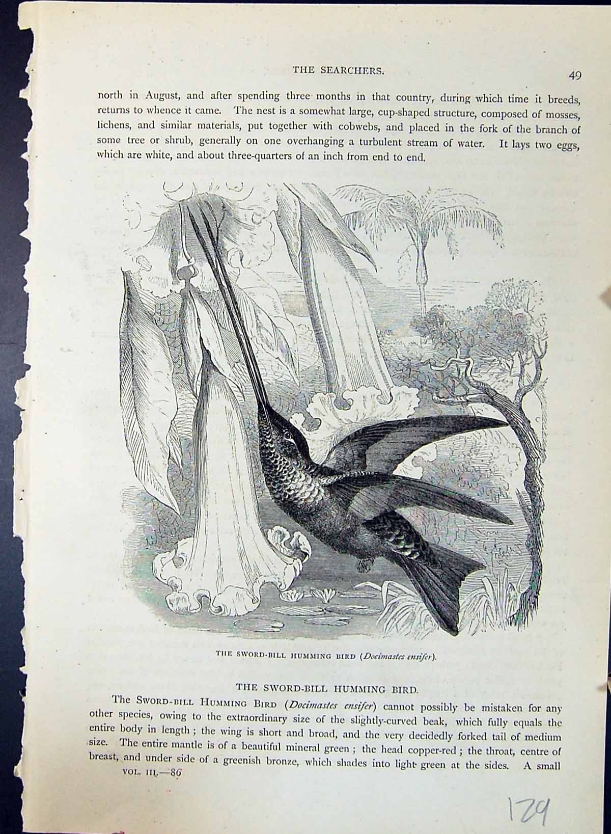 Old Sword-Bill Humming Bird Docimastes Ensifer Brehm Jones C1860 Cass Victorian