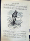 Old Giant Humming Bird Patagona Gigas Brehm Jones C1860 Cassell'S Bir Victorian