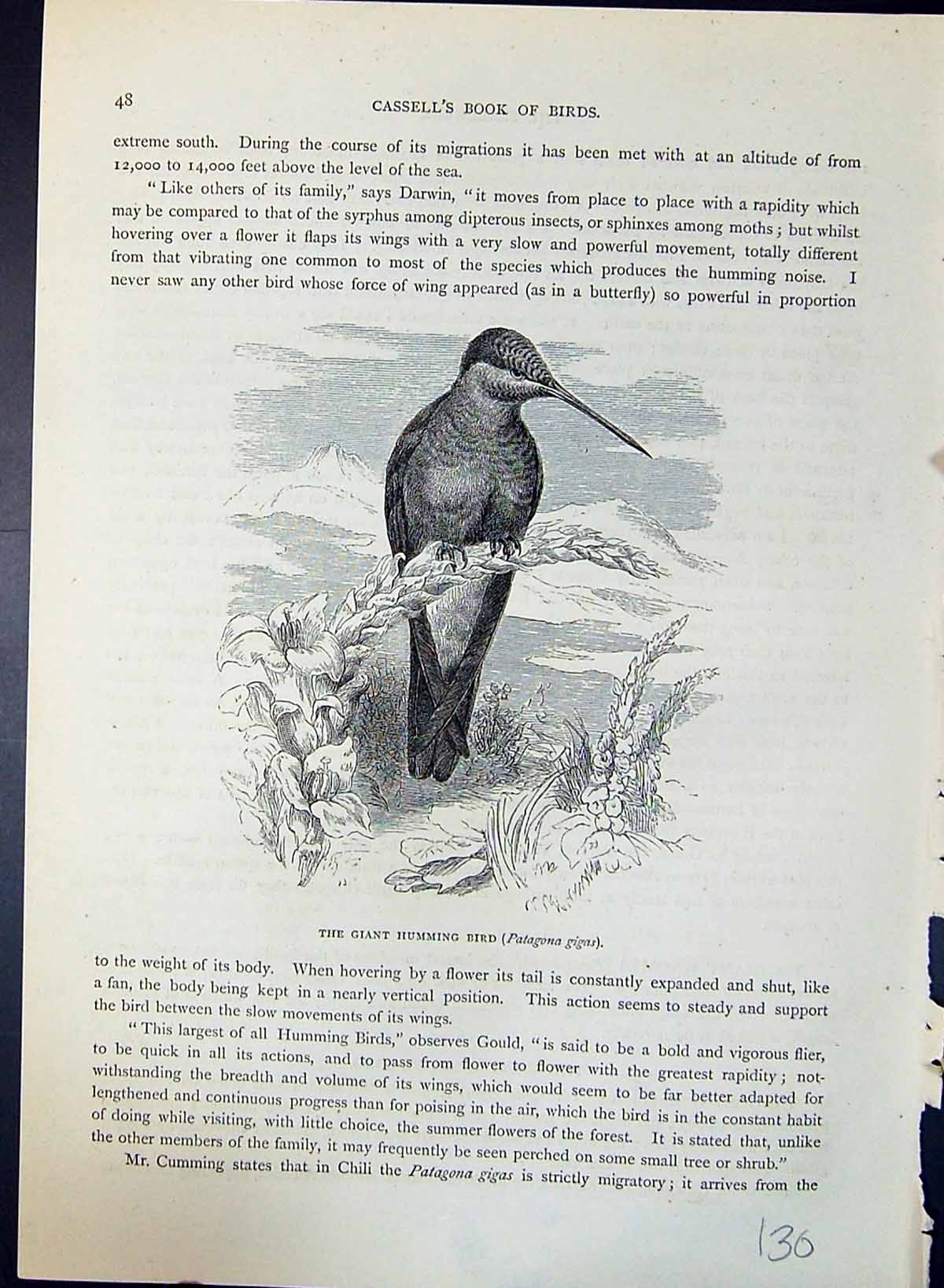 Old Giant Humming Bird Patagona Gigas Brehm Jones C1860 Cassell'S Bir Victorian