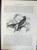 Antique Old Print Wry-Neck Ynux Torquilla Brehm Jones C1860 Cassell'S Birds
