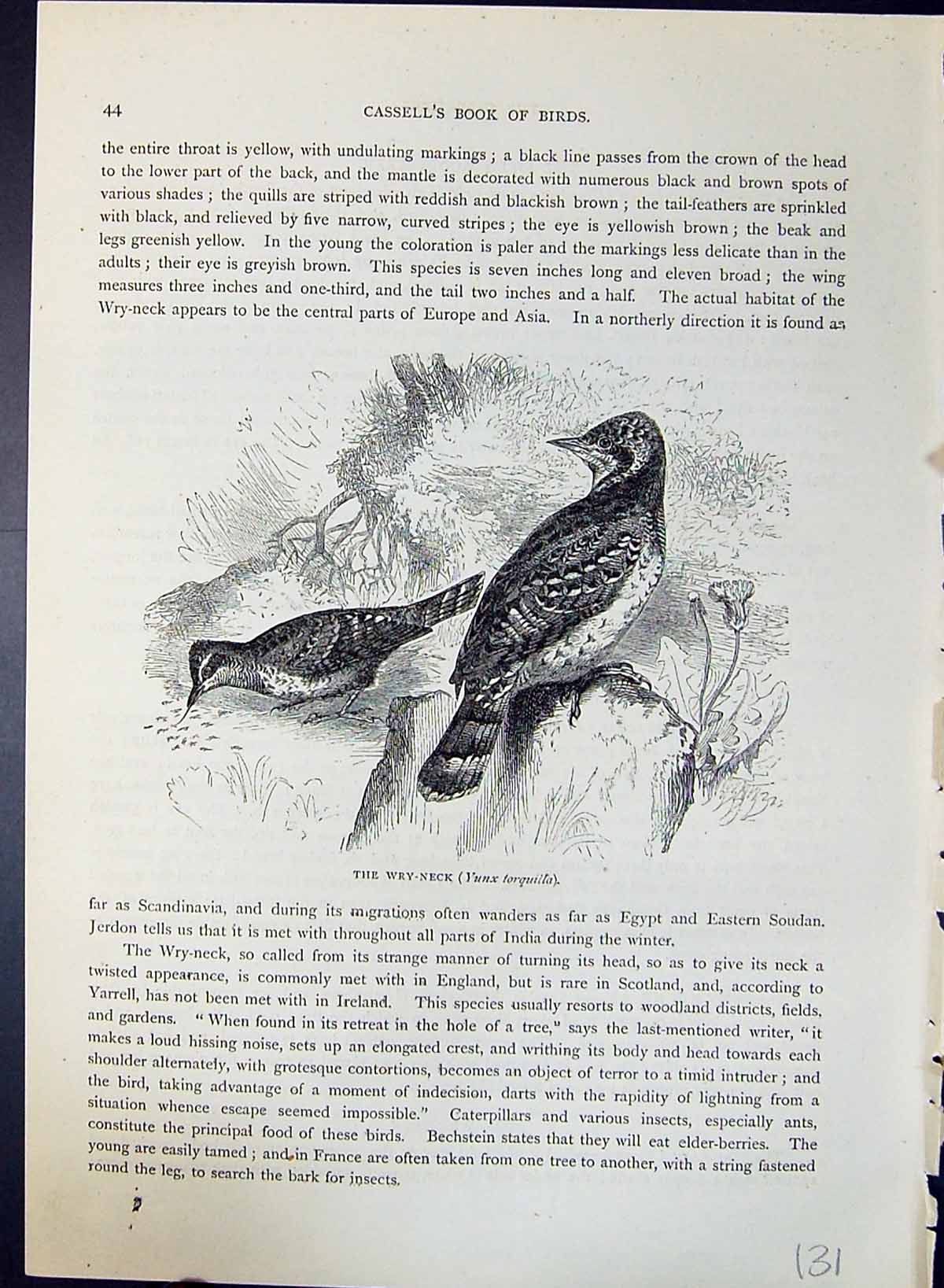 Antique Old Print Wry-Neck Ynux Torquilla Brehm Jones C1860 Cassell'S Birds