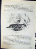 Old Green Woodpecker Gecinus Viridis Brehm Jones C1860 Cassell'S Bird Victorian