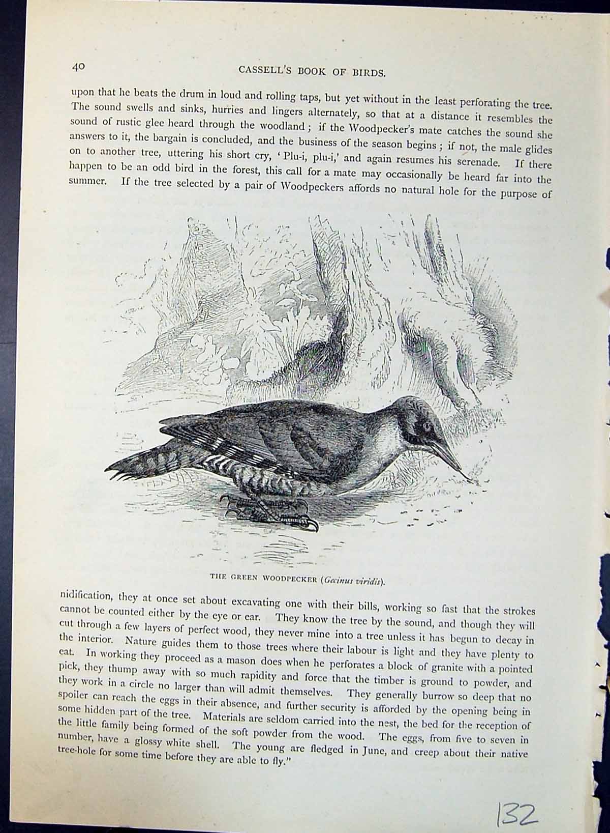 Old Green Woodpecker Gecinus Viridis Brehm Jones C1860 Cassell'S Bird Victorian