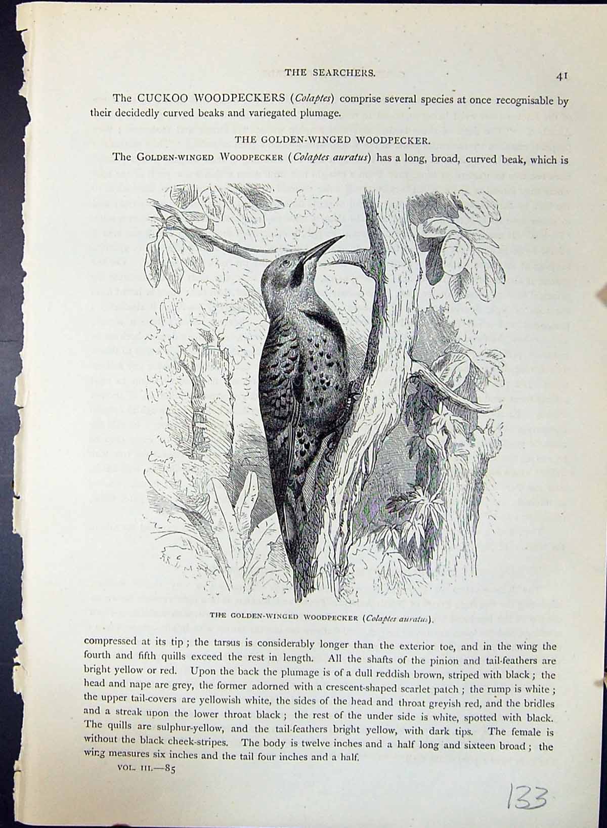 Old Print Gen-Winged Woodpecker Colaptes Auratus Brehm Jones C1860 Casse 19th