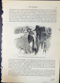 Old Red-Headed Black Woodpecker Melanerpes Brehm Jones C1860 Cassell' Victorian