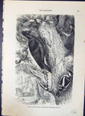 Old Brehm Jones C1860 Cassell'S Birds European Black Woodpecker Dryoc Victorian