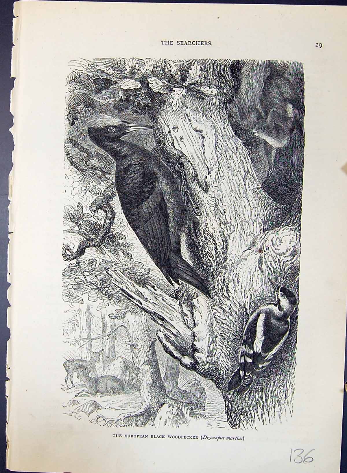 Old Brehm Jones C1860 Cassell'S Birds European Black Woodpecker Dryoc Victorian