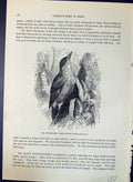 Old Woodpecker Tree-Chopper Dendroplex Picus Brehm Jones C1860 Cassel Victorian