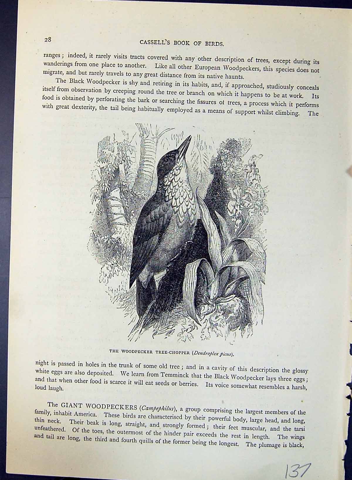 Old Woodpecker Tree-Chopper Dendroplex Picus Brehm Jones C1860 Cassel Victorian